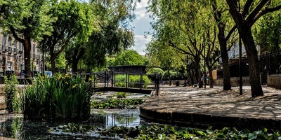 Trees next to a river in Surrey Quays surrounded by houses