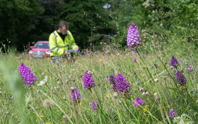 wildflower verge